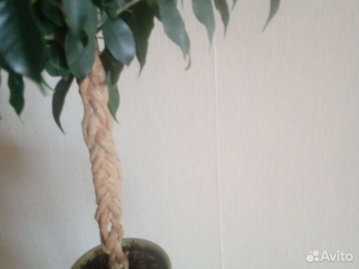 Фикус заплетенный косичкой