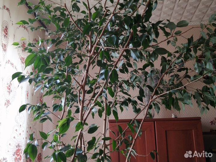 Фикус бенджамина