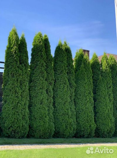 Туи с доставкой