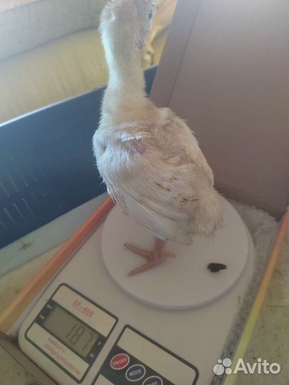Индюшата опт и розница суточные и подрощенные