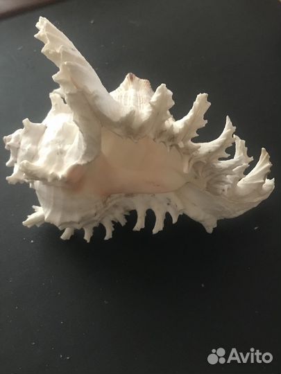 Морские ракушки раковины кораллы