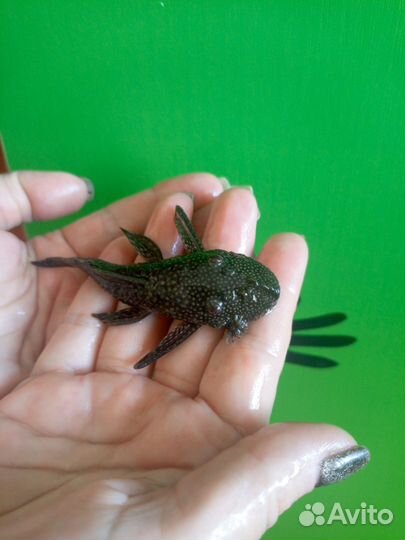 Аквариумные рыбки