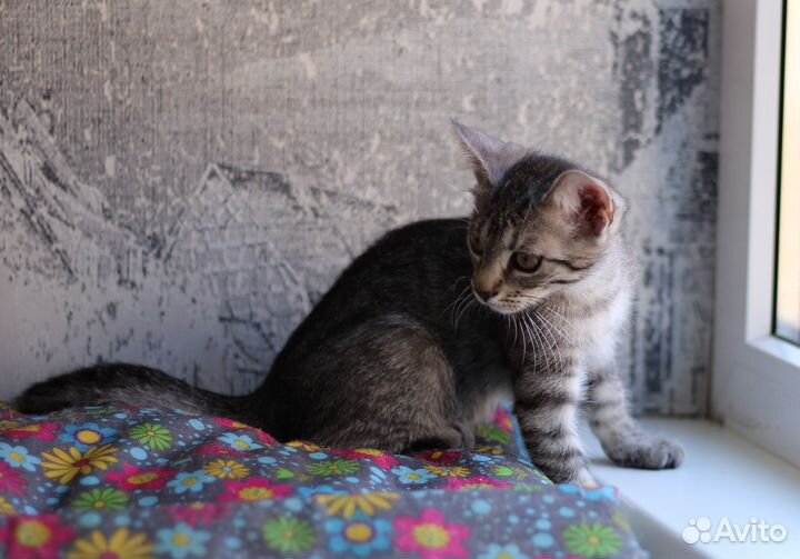 Котенок в добрые руки