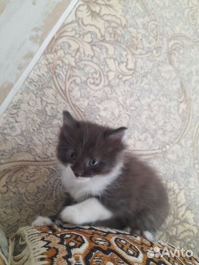 Кошки бесплатно