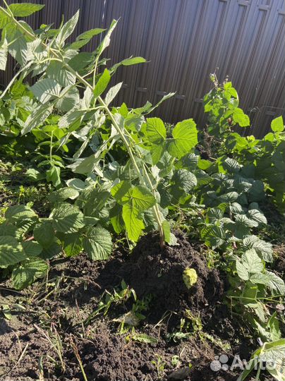 Саженцы ремонтантной малины