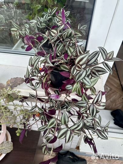 Традесканция зебрина фиолетовая