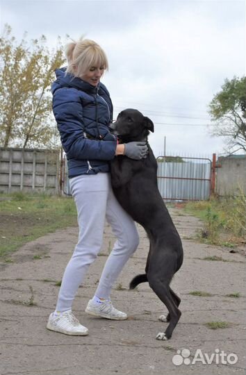 Собаки из приюта