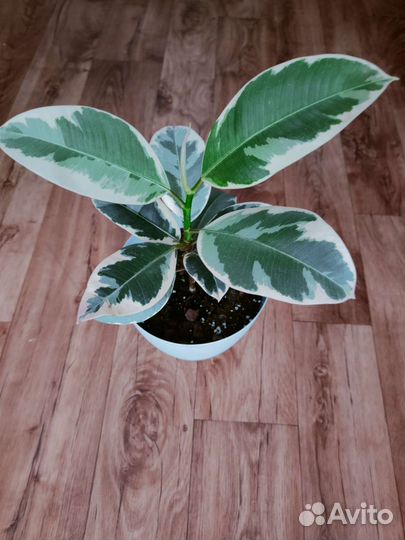 Фикус эластика Тинеке