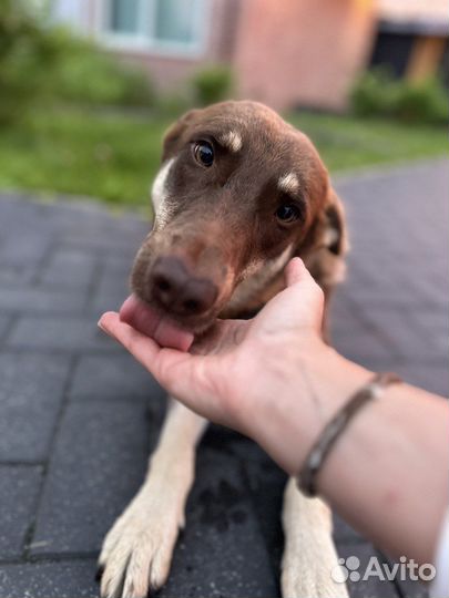 Девочка метис в добрые руки