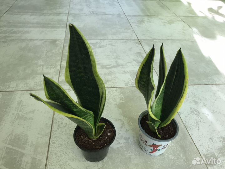 Сансевиерия микс