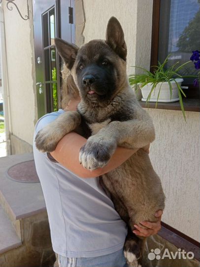 Акита