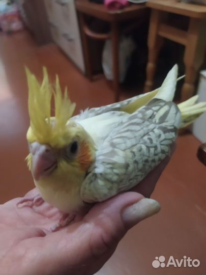 Попугай корелла птенец
