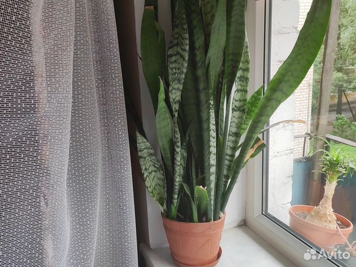 Сансевиерия