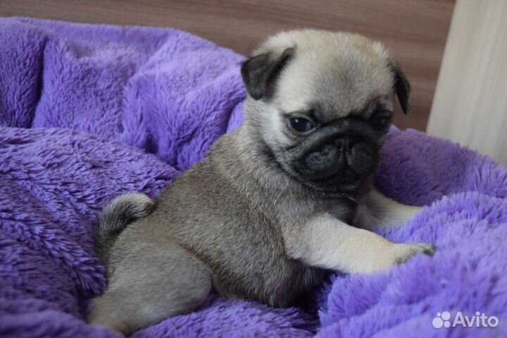 Щенки мопса