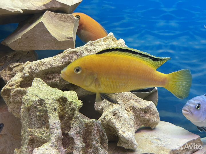 Цихлиды Африка. Мальки и взрослые