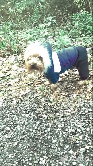 Йоркширский терьер