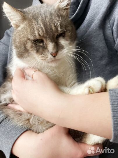Кот Сержик