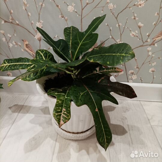 Кодиеум кротон