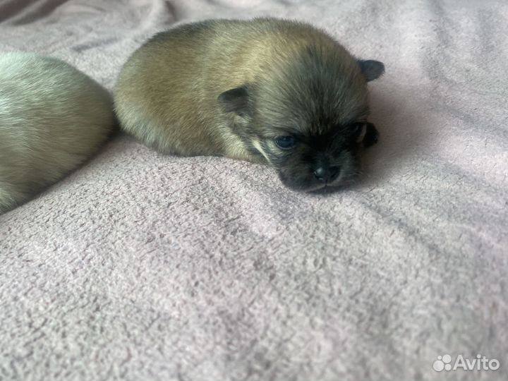 Щенки шпица мини