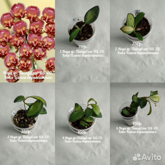 Хойя. Хойи. N8. Укоренённые в 100гр. стаканчиках