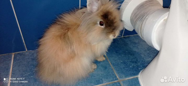 Декоративные карликовые кролики