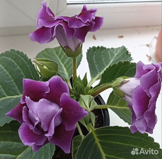 Глоксиния махровая