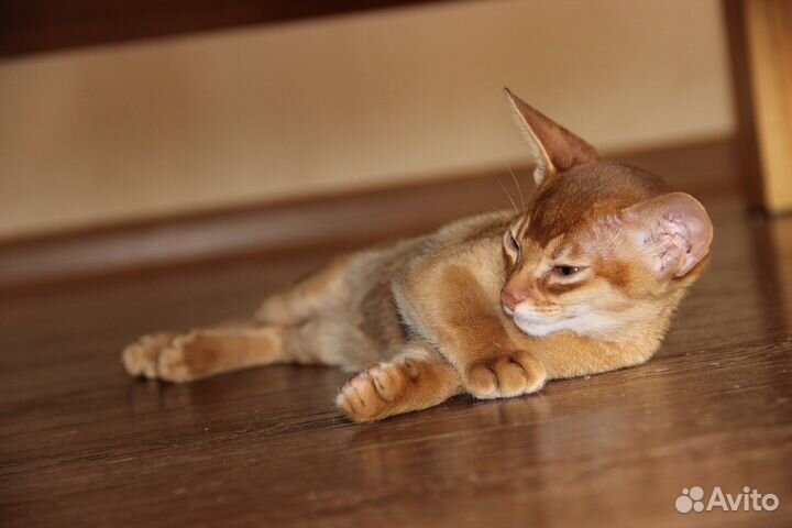 Абиссинские котята