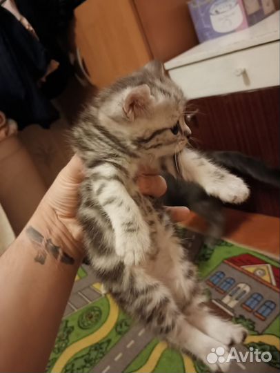 Британские котята