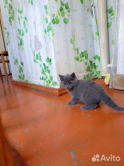 Отдам в хорошие руки котенка