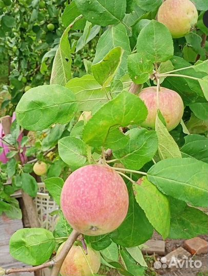 Слива Яблоки, груши