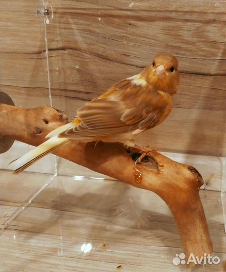 Канарейка самочка