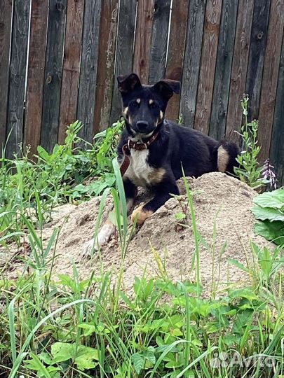 Щенок в добрые руки