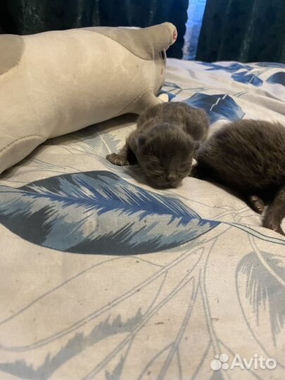 Котята отдам в добрые руки бесплатно