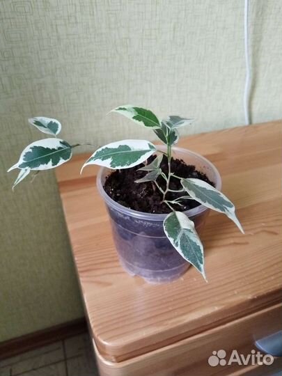 Фикус бенджамина старлайт/ домашние цветы/подарок