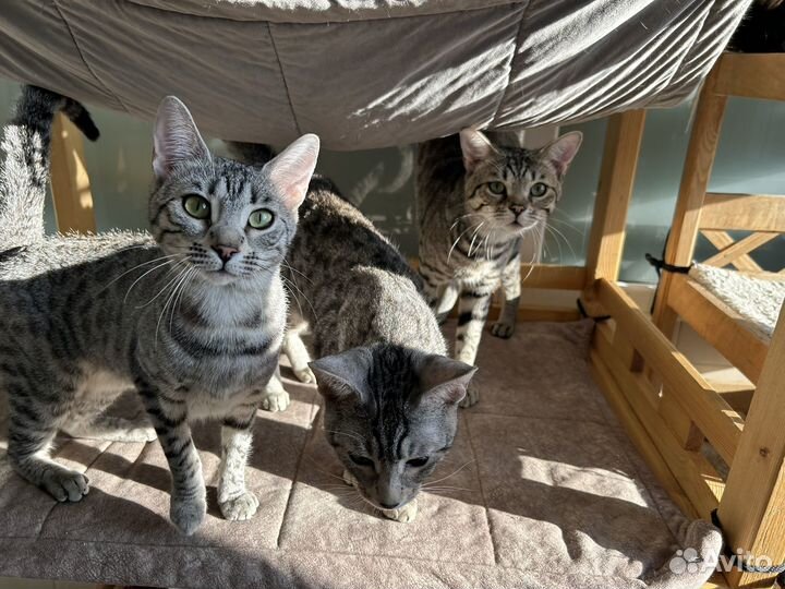 Саванна, чаузи алк - крупные кошки