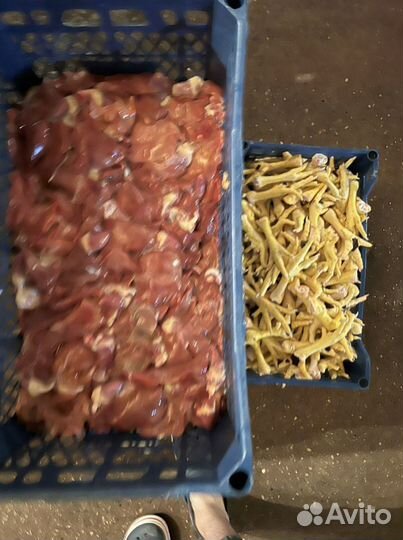 Куры бройлеры тушки мясо