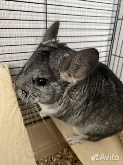 Клетка для шиншиллы