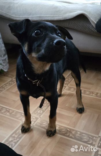 Щенки пинчера