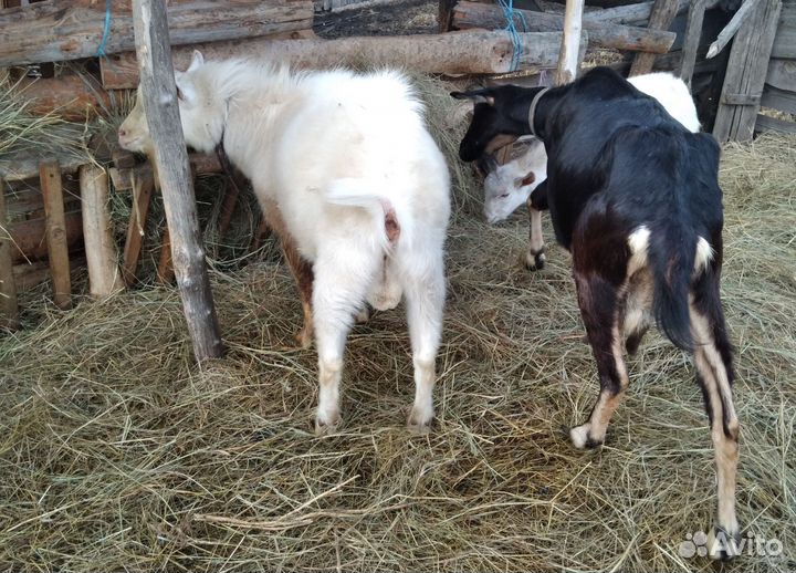 Козел зааненский