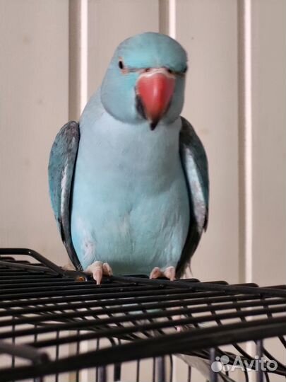 Ожереловый попугай самец