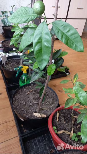 Комнатные растения