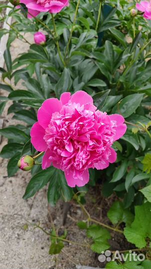 Пионы саженцы