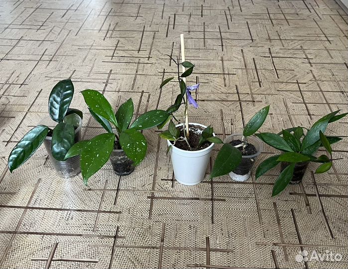 Хойи много сортов