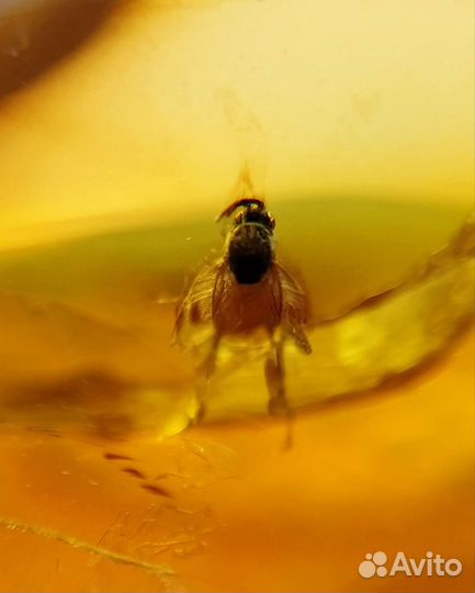 Янтарь Инклюзы Крупный Самородок с Инклюзом