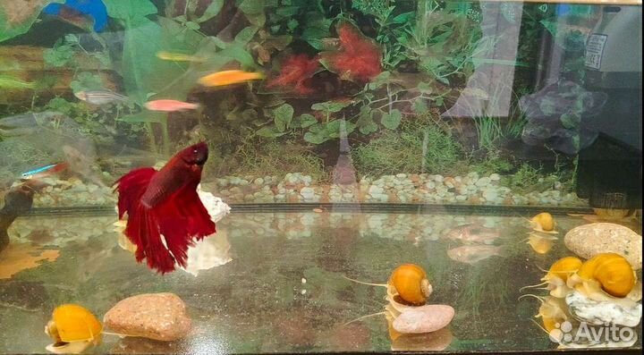 Улитки ампулярии