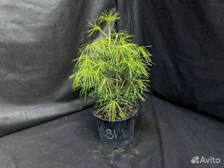 Зонтичная сосна sc1