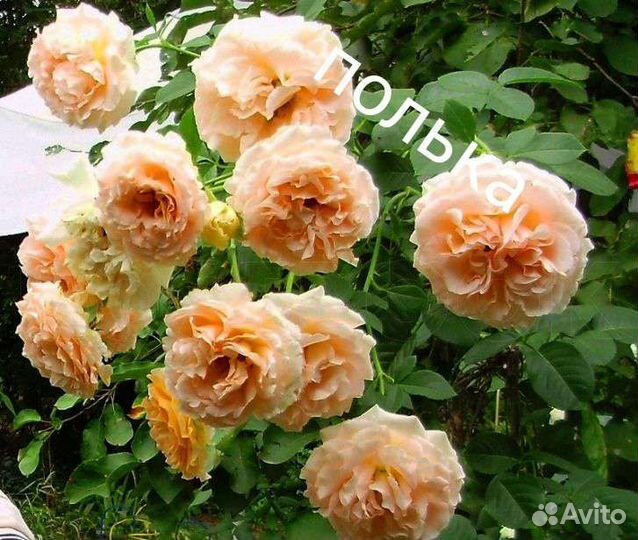 Саженцы роз плетистая