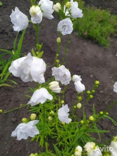 Махровая ромашка. Махровый колок. белый. Букет ром