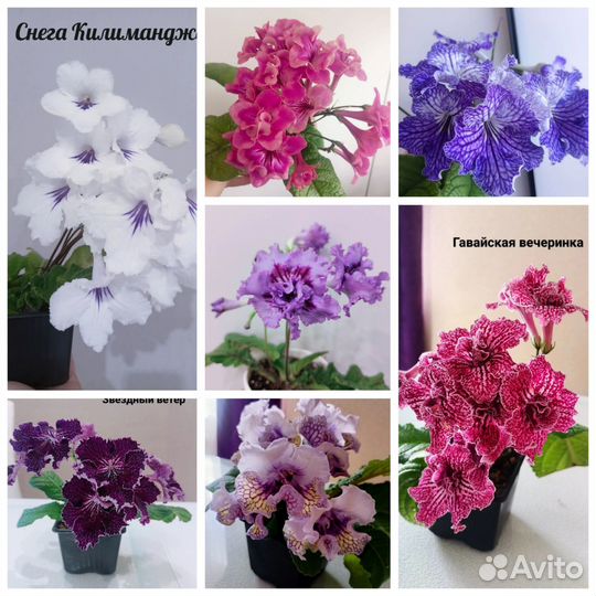 Стрептокарпусы