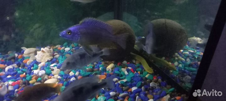 Аквариумные рыбки